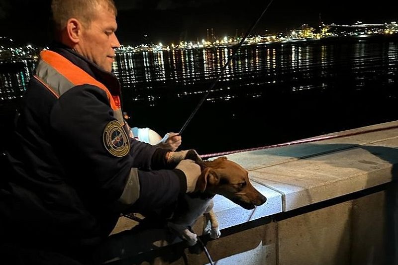 В Новороссийске спасли спрыгнувшую с пирса в море собаку
