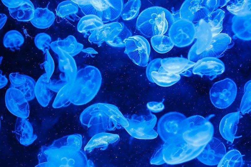 Добычу медуз планируется начать в Азовском и Черном морях