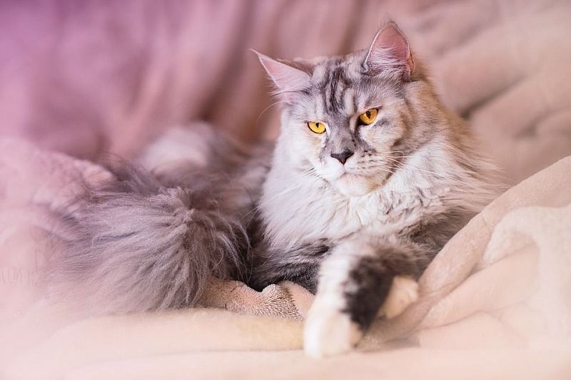 Названы самые популярные породы кошек у россиян в 2020 году