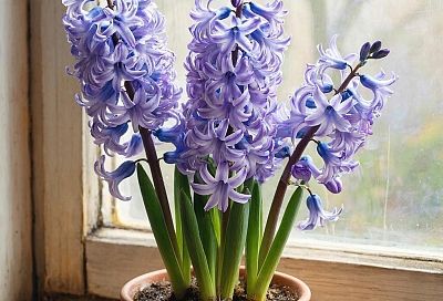 Гиацинт не пересаживаю, а когда цветы начнут увядать, просто удаляю верхнюю часть цветоноса на 10-15 см 