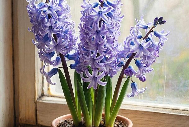 Гиацинт не пересаживаю, а когда цветы начнут увядать, просто удаляю верхнюю часть цветоноса на 10-15 см 