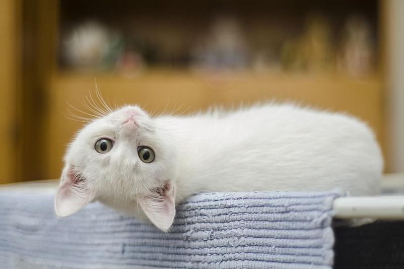 Первая в мире вакцина от аллергии на кошек может появится уже в 2019 году 