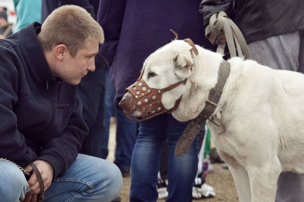 Что расскажет тест ДНК о вашей собаке