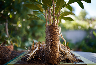 Размножаем растения турецким методом: из одной ветки — несколько новых деревьев