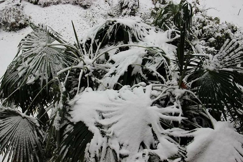 Работники дендрария спасают засыпанные снегом растения