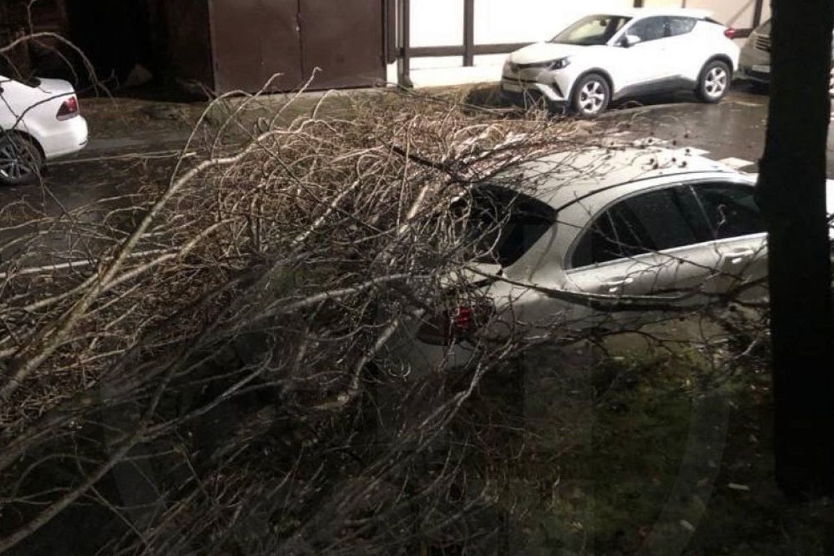 Упавшее в Сочи дерево насмерть раздавило мужчину