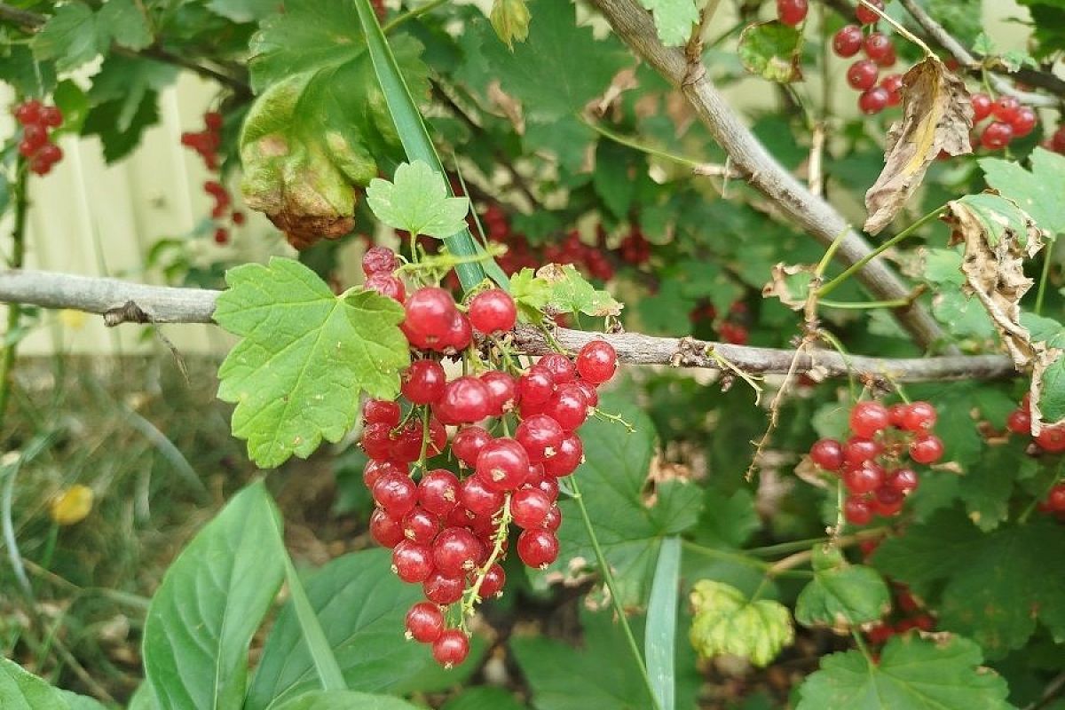 Весенняя обработка солевым раствором: простой способ защитить смородину