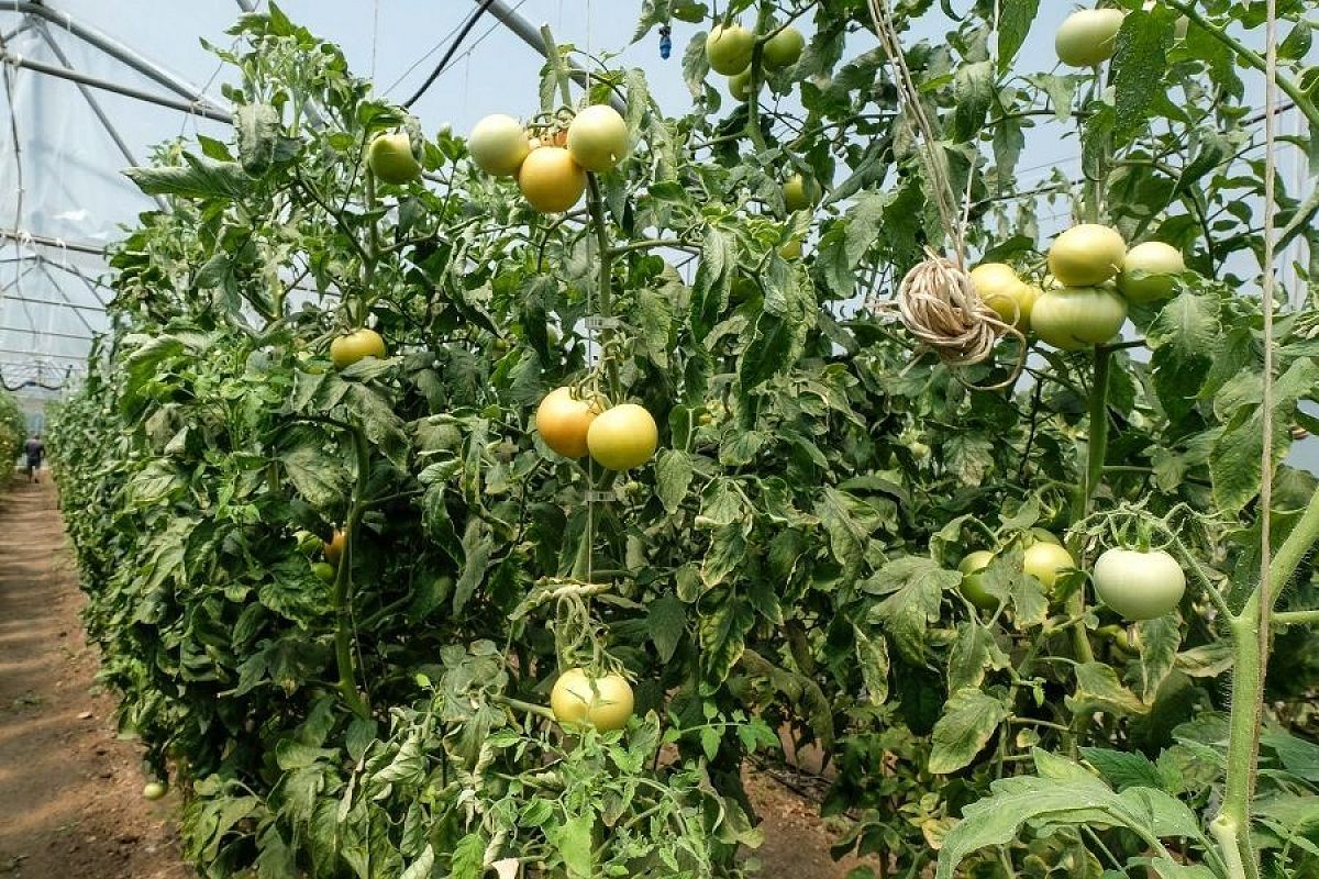 Ботва томатов – в дело: и удобрение, и фунгицид, и инсектицид, но без химии