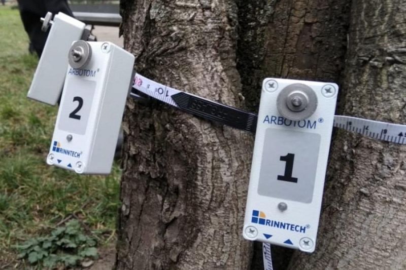 Около 50 тысяч деревьев обследовали с начала года в Краснодаре