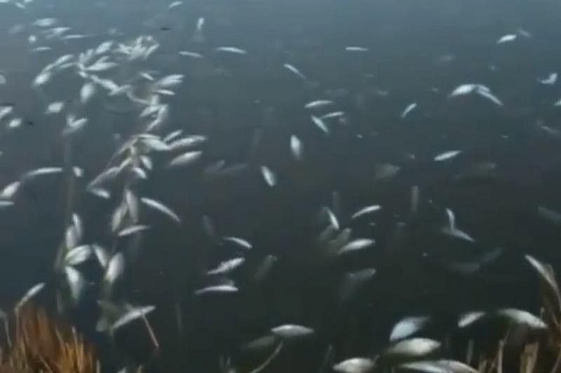 Прокуратура выясняет причины массовой гибели рыбы в Ейском лимане