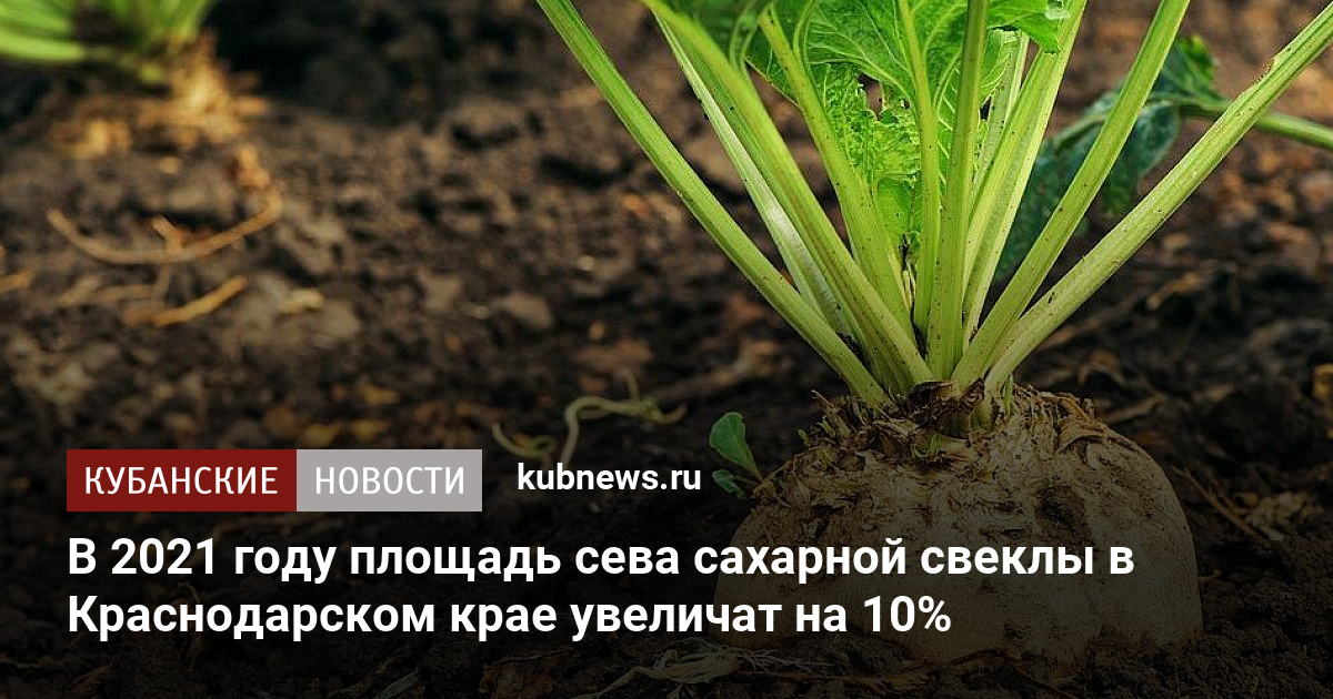 Всходы сахарной свеклы фото