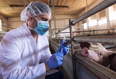 В этом случае можно легко заразиться и умереть: доктор Мясников раскрыл правду о свином гриппе