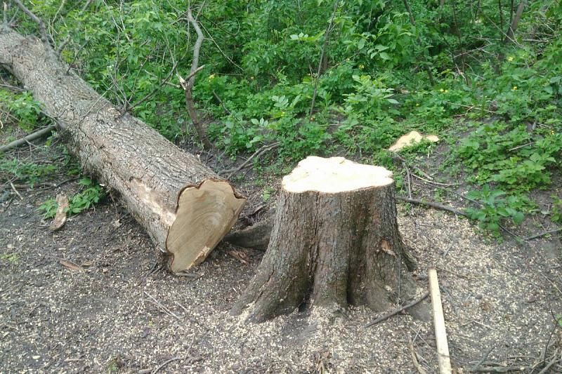 В Краснодарском крае неизвестные вырубили деревья на 15 млн рублей