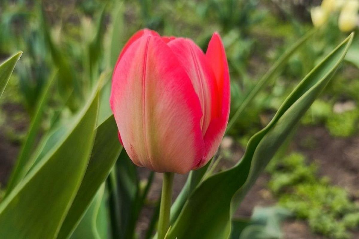 Можно ли сажать тюльпаны весной: ответ на этот вопрос вас порадует