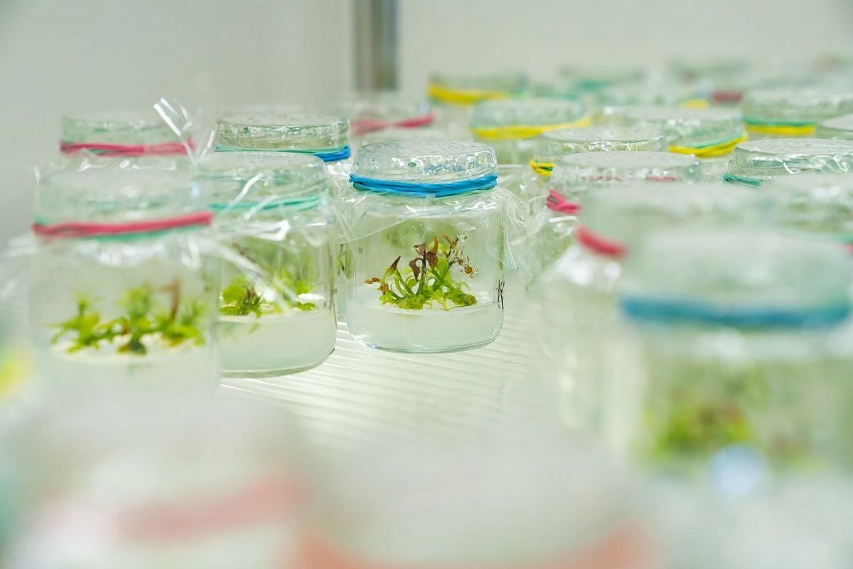 Банк ценных генов чая собрали ученые в Сочи 