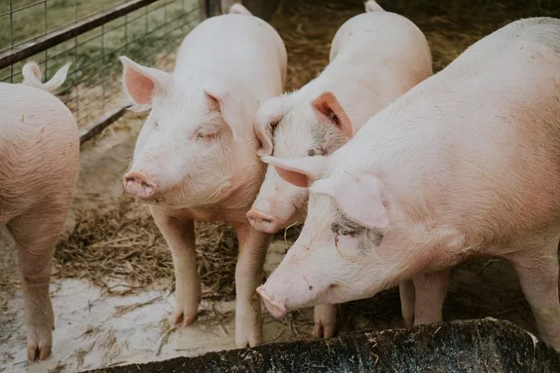 Вакцину от африканской чумы свиней создали в России