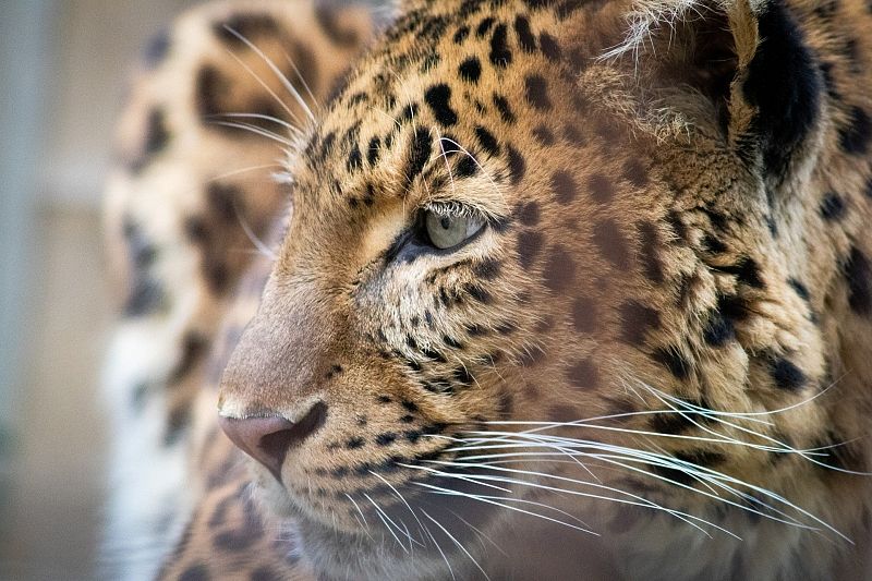 Пропавший более трех месяцев назад леопард найден живым
