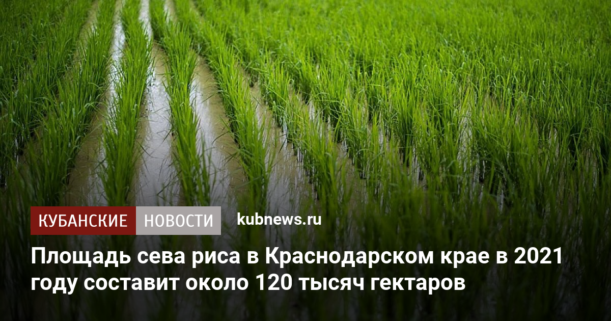 Сев риса в Краснодарском крае. Сев риса на Кубани 2021. Уборка риса в Краснодарском крае когда начинается. Выращивание риса в Крыму стало благодаря.