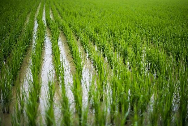 Площадь сева риса в Краснодарском крае в 2021 году составит около 120 тысяч гектаров