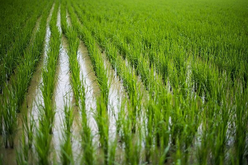 Площадь сева риса в Краснодарском крае в 2021 году составит около 120 тысяч гектаров