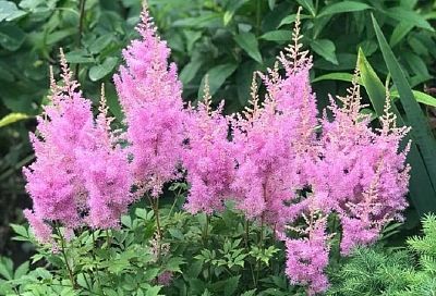 Делить астильбу чаще: зачем, когда и как правильно омолаживать куст для пышного цветения