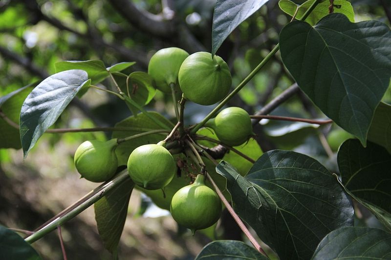 В сочинском дендрарии созрели смертельно опасные плоды дерева Тунг Форда