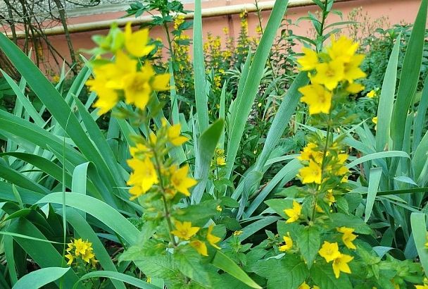 Желтый «взрыв» в вашем саду: почему цветоводы любят вербейник 