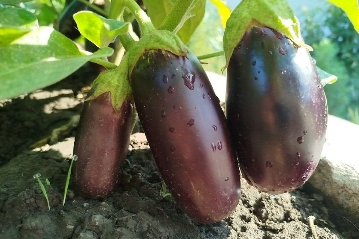 Поливаем баклажаны: почему эта культура требует строгого соблюдения технологии?