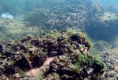Расселение грязевого краба из Атлантики в Азовском море ученый Тимофеев назвал значимым событием
