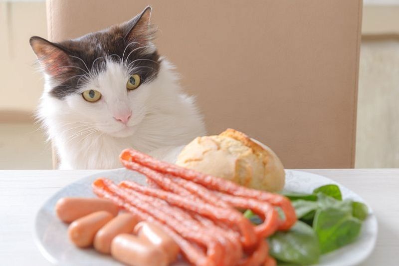Ученые предупредили об опасности домашней еды для кошек