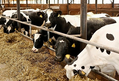 Какие меры государственной поддержки ожидают животноводство в текущем году