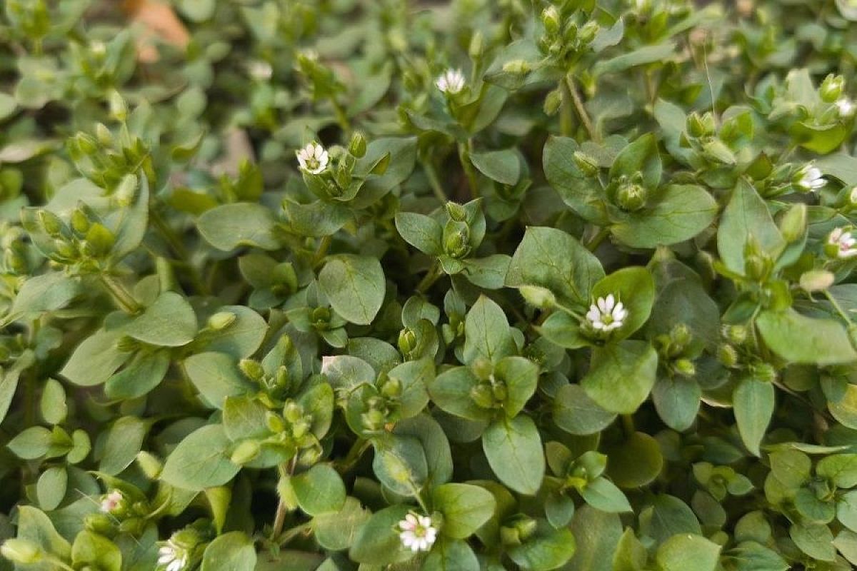 Как избавиться от мокрицы в огороде и что полезного можно сделать с этой травой