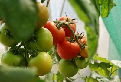  Как правильно пикировать томаты: метод на 2 листа ускорит рост и увеличит урожай на даче