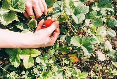 Свекровь больше надо мной не смеется, не нахвали меня своим подружкам, а у меня все растет как на дрожжах, в прямом смысле этого слова – клубнику, помидоры, огурцы собираю ведрами и радуюсь