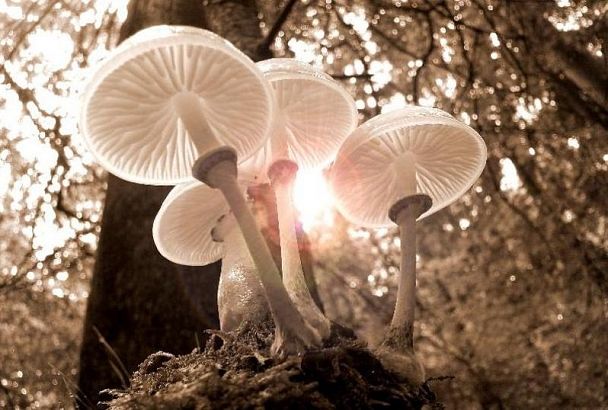 Диетолог рассказала, чем могут быть опасны съедобные грибы