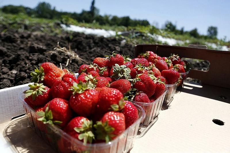 В Краснодарском крае с начала сезона собрано около 450 тонн плодов и ягод