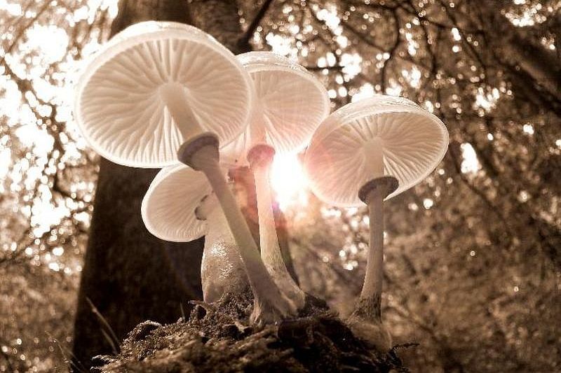 Диетолог рассказала, чем могут быть опасны съедобные грибы