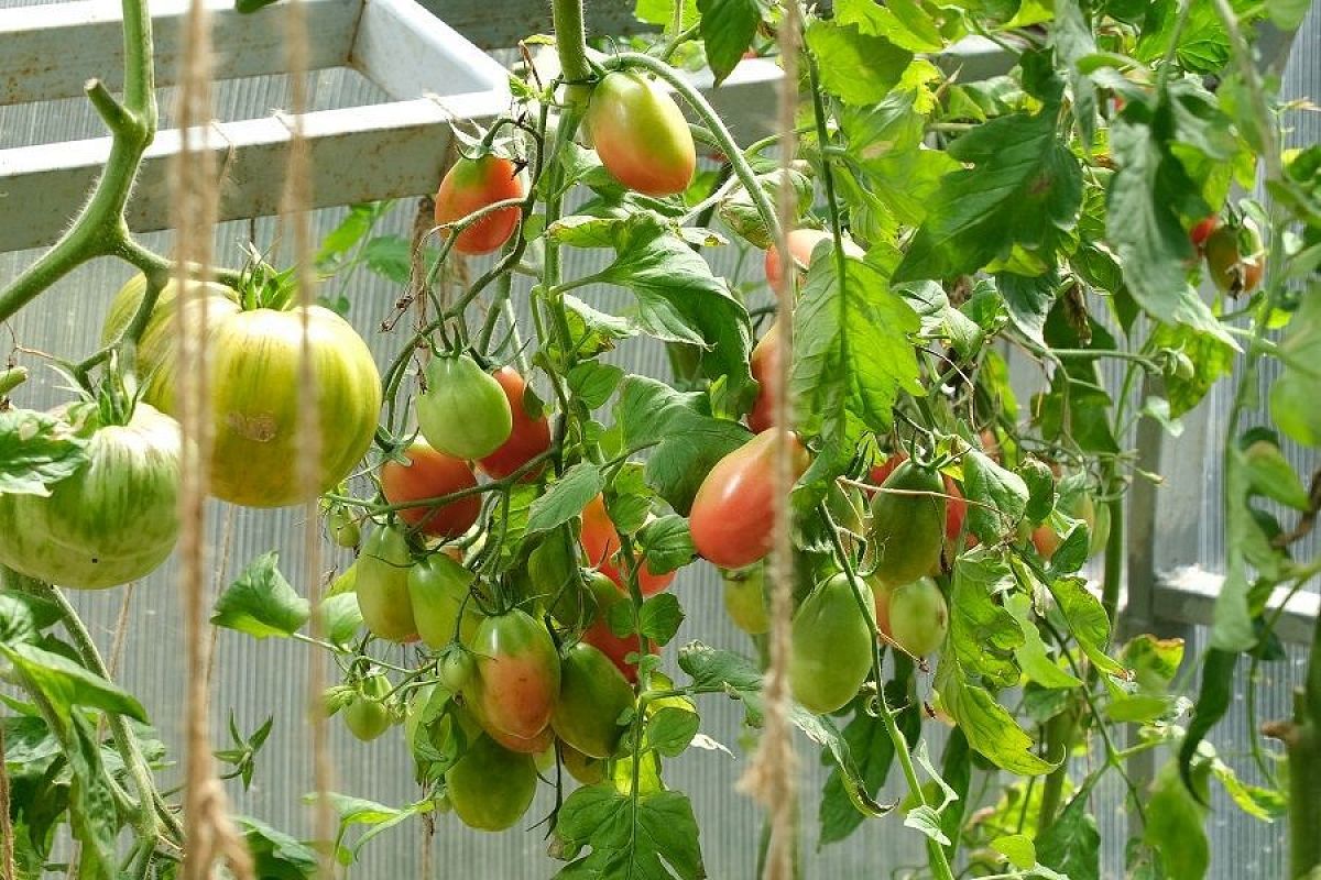 Не выбрасывайте, она пригодится: какую пользу может принести ботва томатов после сбора урожая