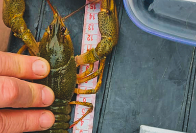 Ученые заявили о сокращении популяции раков в азовских лиманах Краснодарского края