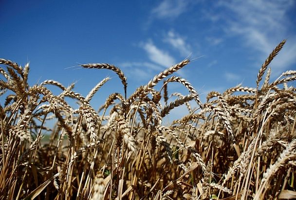 На Кубани 90% пшеницы нового урожая относится к продовольственному классу
