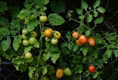 Народный метод, который спасет ваши томаты от скручивания листьев  за четыре дня. Моя бабушка всегда использовала этот способ