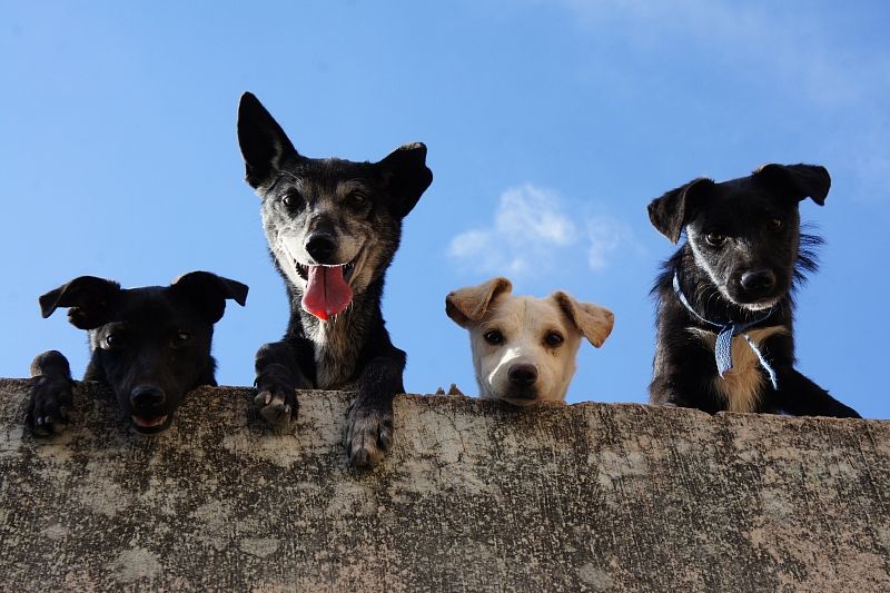  Бездомных собак будут стерилизовать и чипировать в муниципальном приюте Краснодара