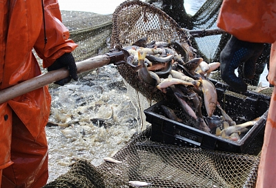 В Краснодарском крае в первом квартале 2020 года производство товарной рыбы выросло на 7%