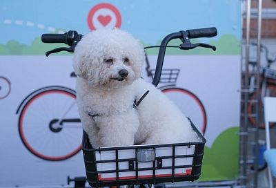 Сочи и Краснодар вошли в топ-5 популярных направлений для отдыха с питомцами в марте