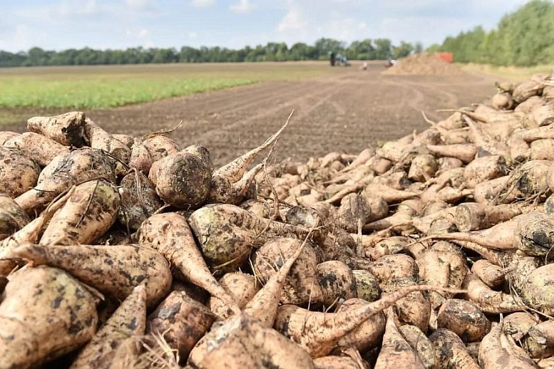 В Краснодарском крае в 2022 году заложат 170 гектаров семенных посевов сахарной свеклы отечественной селекции