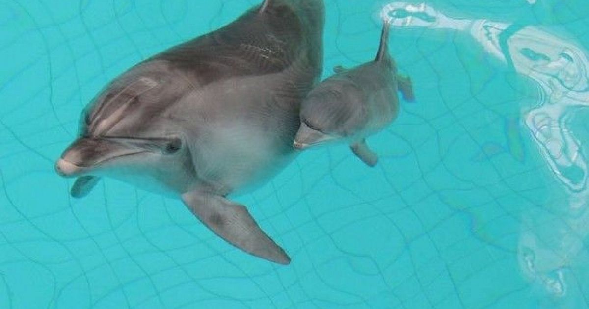 Есть ли волосяной покров у дельфинов