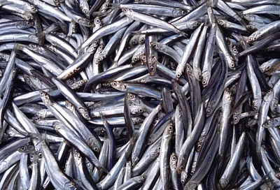 Крымский ученый выяснил, что анчоус в Черном море живет не по климатическим правилам
