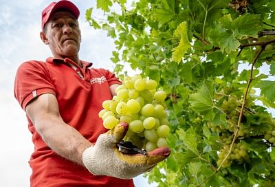 Виноградари и виноделы Кубани создают новые шедевры