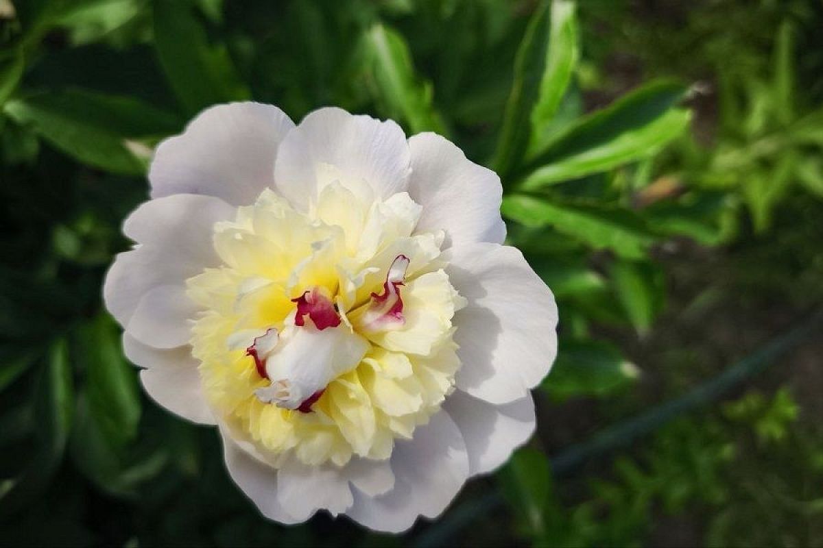 Сажаем пионы правильно: сделай так и поразишься обилию цветения в следующем году 