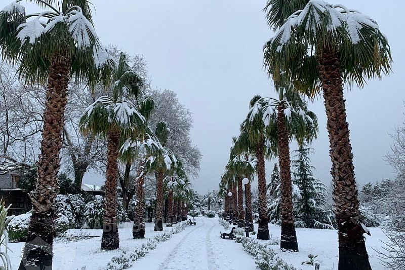 Рабочие сбивают снег с растений в парке «Южные культуры»